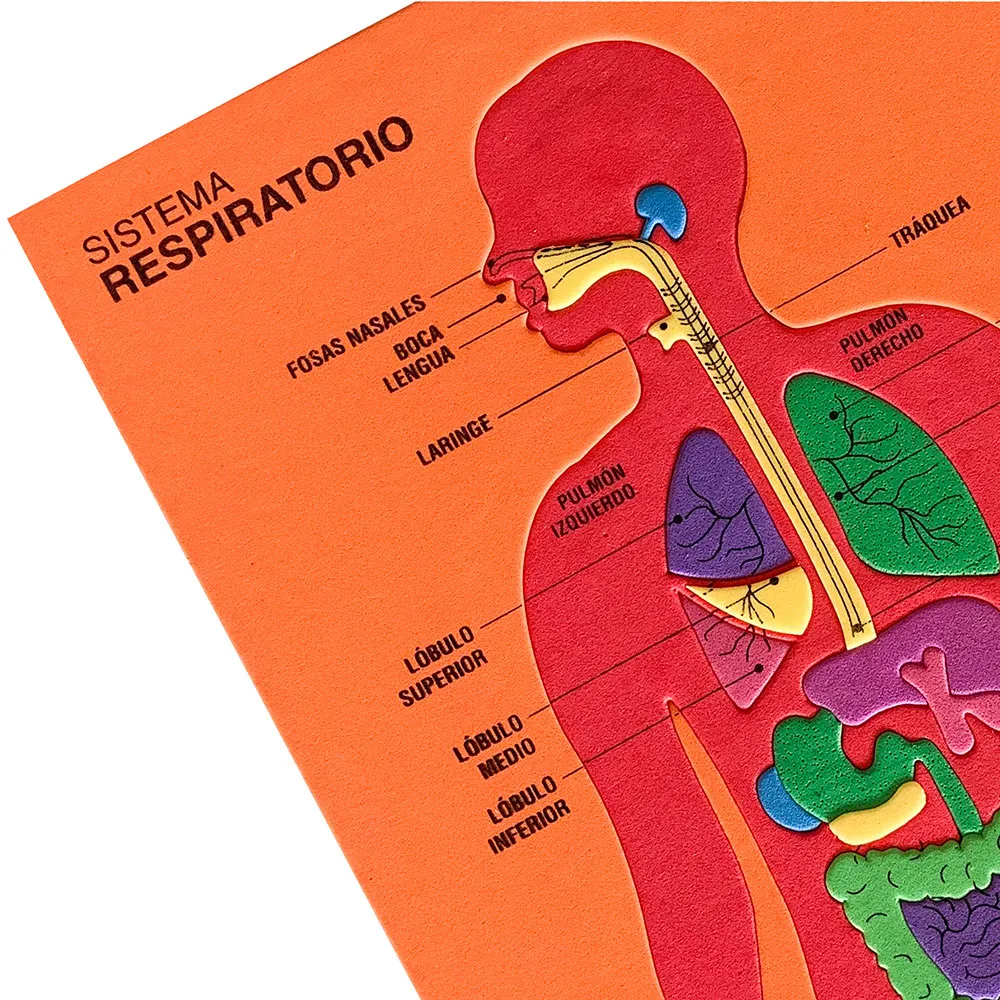 Rompecabezas Fomi Anatomía